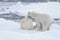 Two young wild polar bears playing on pack ice