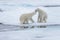 Two young wild polar bears playing on pack ice