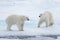 Two young wild polar bears playing on pack ice in Arctic