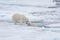 Two young wild polar bears playing on pack ice in Arctic sea