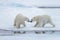 Two young wild polar bears playing on pack ice in Arctic sea