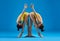 Two young women doing yoga asana standing Parsvottanasana