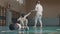 Two young women fencers having a training in the gym - giving a hand to help to stand up