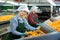 Two young women sorts tangerines on a conveyor line. Fruit quality check.