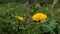 two young yellow dandelion