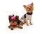 Two young Yorkshire Terrier dogs dressed up