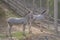 Two young zebras