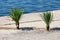 Two Yucca perennial tree plants with long evergreen tough sword shaped leaves growing next to concrete sidewalk and calm blue sea