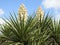 Two Yucca Plants in Bloom