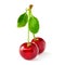 Two yummy cherries