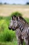 Two Zebra companions walking through the veldt with long grass