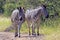 Two Zebra on Dirt Road in Natural Bushland Landscape