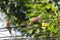 Two Zebra Doves perching on power lines