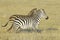 Two Zebra (Equus quagga) running on savanna