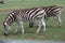 Two Zebra in Field