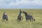 Two zebra fighting in open grassy plains of Serengeti Tanzania