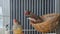 Two zebra finch birds in a cage