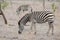 Two zebra graze in Kruger Park