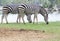 two zebra on green field eating grass leaves use for african animals wildlife theme