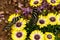 Two Zebra Longwing butterflies on yellow and purple Daisies.