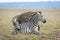 Two zebra playing together in short grass in Amboseli National Park in Kenya