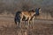 Two Zebra stallions biting each other during golden hour in Africa