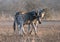 Two Zebra stallions biting and fighting each other during golden hour in Africa