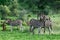 Two zebra stallions engage into a territorial fight.