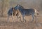 Two Zebra stallions [equus quagga] fighting and biting each other during golden hour in Africa
