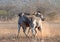 Two Zebra stallions [equus quagga] fighting and pushing each other during golden hour in Africa