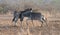 Two Zebra stallions [equus quagga] sparring each other during golden hour in Africa