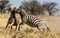 Two Zebra stallions fighting