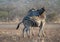 Two Zebra stallions viciously fighting each other during golden hour in Africa