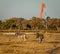 Two zebra walk along the airstrip, causing danger to landing planes