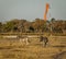 Two zebra walk along the airstrip, causing danger to landing planes