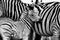 Two zebras in the Addo Elephant National Park, near Port Elizabeth, South africa