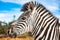 Two zebras in the Addo Elephant National Park, near Port Elizabeth, South africa