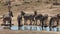 Two zebras in the Addo Elephant Park South africa