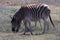 Two zebras begin filing to pastures of longer grass before settling for another night