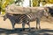 Two zebras with black stripes are standing on the sand in front of a fallen tree