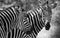 Two zebras in black and white facing the camera in Game Park in South Africa