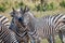 Two Zebras bonding in Chobe.