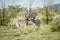 Two Zebras bonding in the grass.