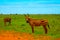 Two zebras covered in red sand in Tsavo Kenyas National Park lookin at camera.