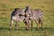 Two Zebras create perfect symmetry and harmony while playing, heads together.