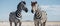 Two zebras in a desert ecoregion standing next to each other under the sky