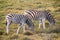 Two zebras eating grass in Addo National Park