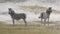 Two zebras in field of sand and grass