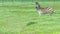 Two zebras in the field. Standing in the grass and looking at the camera