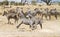 Two zebras fighting at the plains of Serengeti